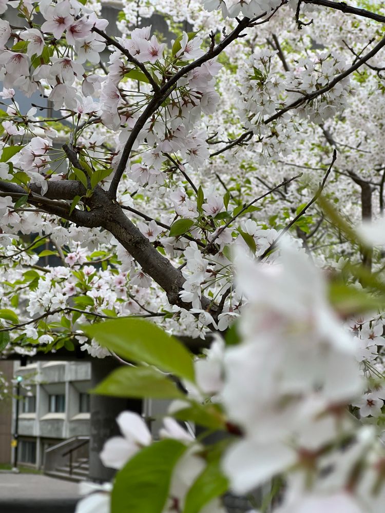 Close-up of cherry blossoms in full bloom, with clusters of pale pink and white flowers covering the branches. A few green leaves are visible, and the background shows a concrete building partially obscured by the dense blossoms.