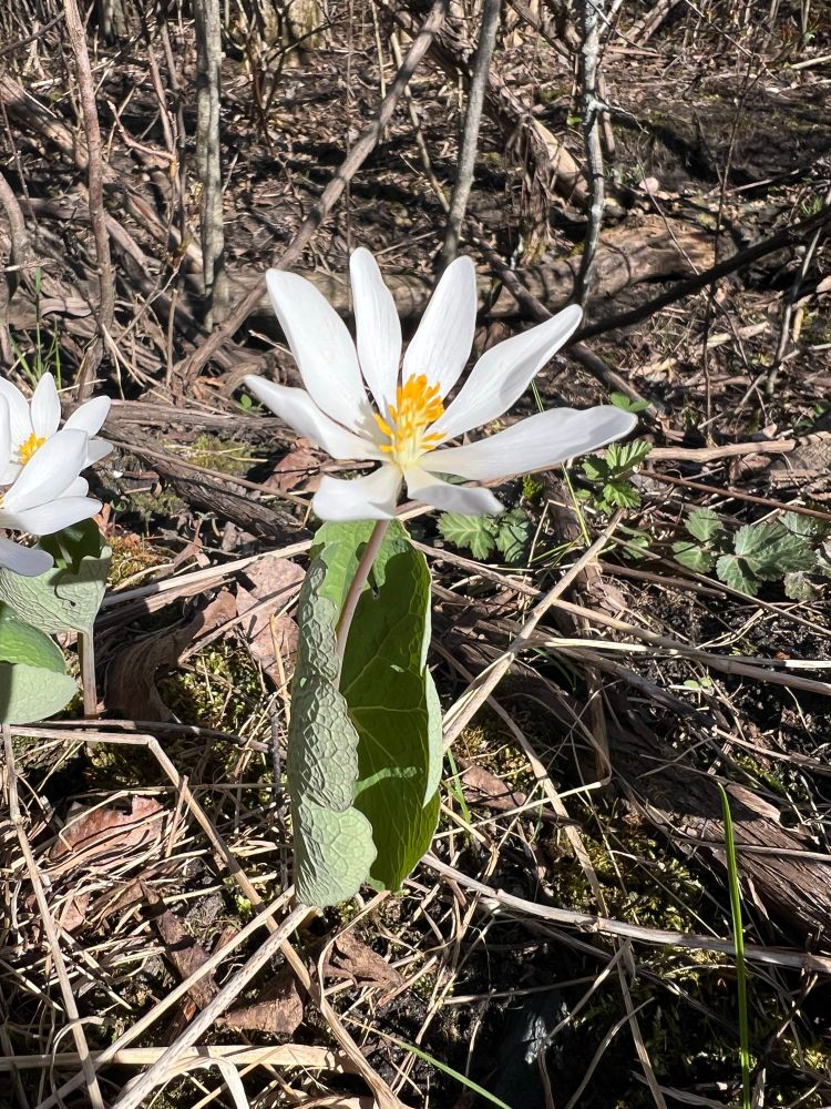A single white Bloodroot (Sanguinaria canadensis) flower with bright yellow stamens, standing among dry leaves and twigs in a woodland area, its large, veined leaf partially wrapping the stem.