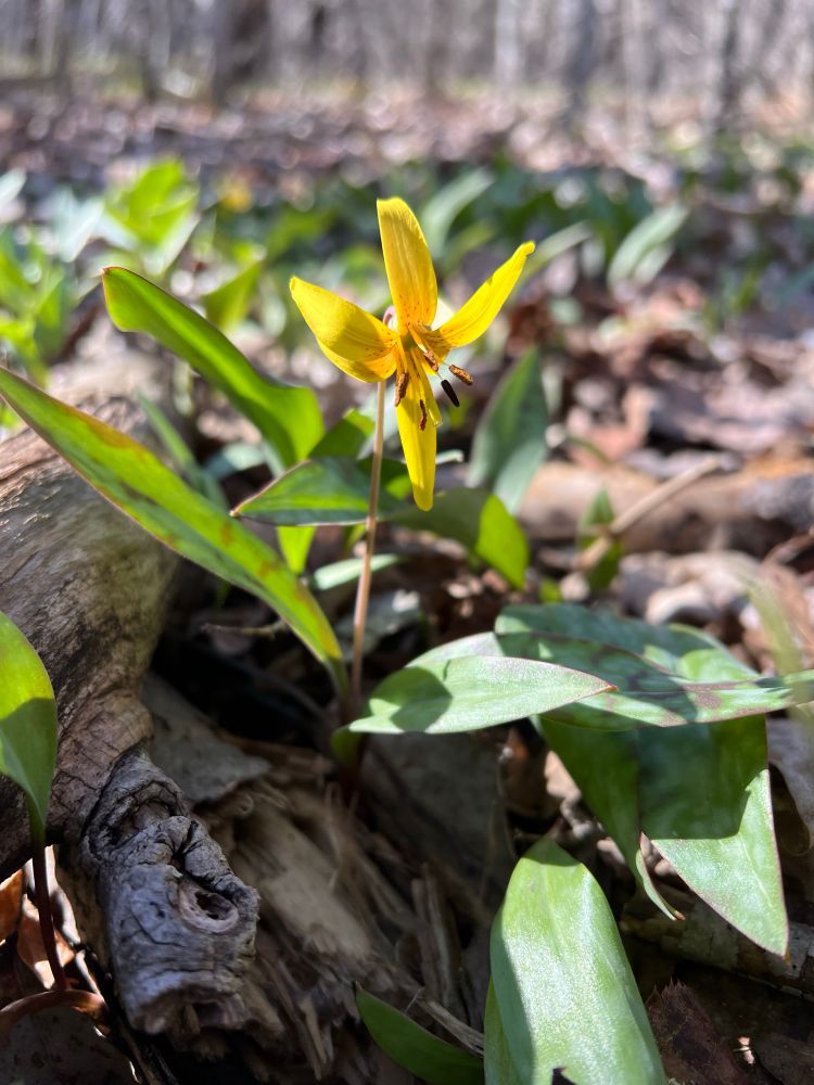 A close-up of a bright yellow Trout Lily (Erythronium americanum) blooming on the forest floor, surrounded by green mottled leaves and fallen logs in early spring sunlight.