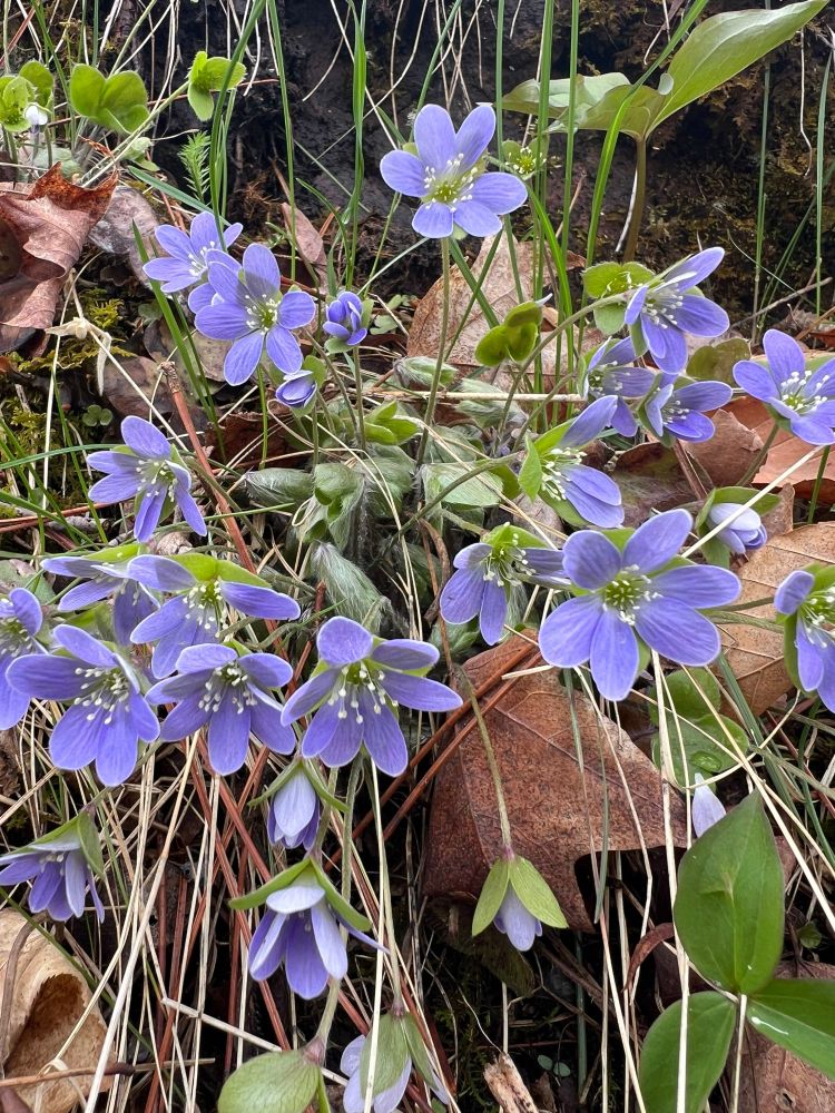 A cluster of delicate purple Hepatica wildflowers in bloom, nestled among dry leaves and forest floor vegetation. The flowers have rounded petals and white stamens, and are surrounded by fuzzy stems and lobed green leaves.