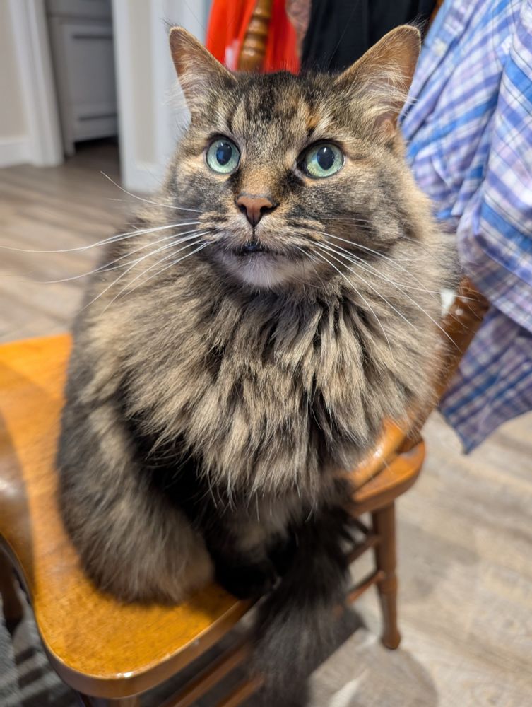 A small, very fluffy long-haired cat with tabby face patterns. She is sitting on a wooden chair staring at the camera.