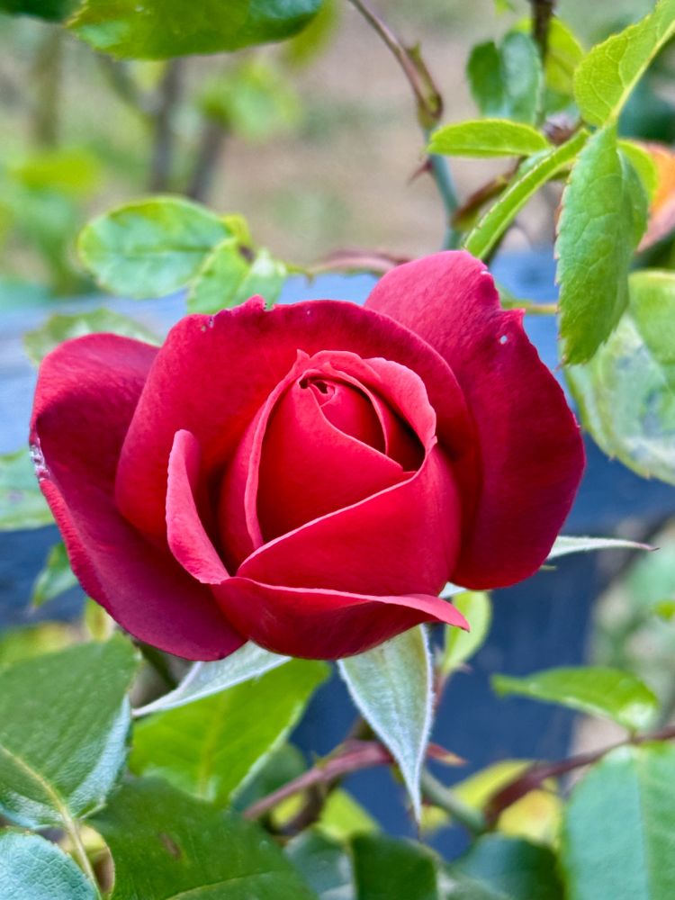 A newly bloomed red rose, peeking out between the leaves, in front of the blue/gray railing