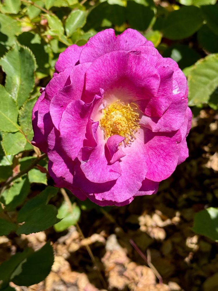 A magenta rose in full bloom on a sunny day in the Berkeley Rose Garden