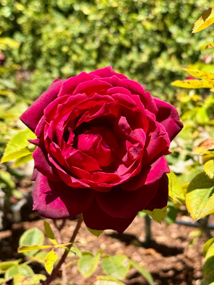 A red rose in full bloom on a sunny day in the Berkeley Rose Garden