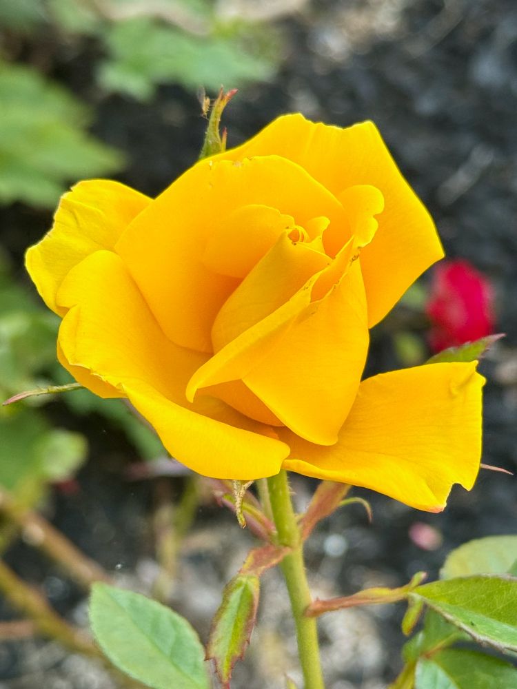 A yellow rose