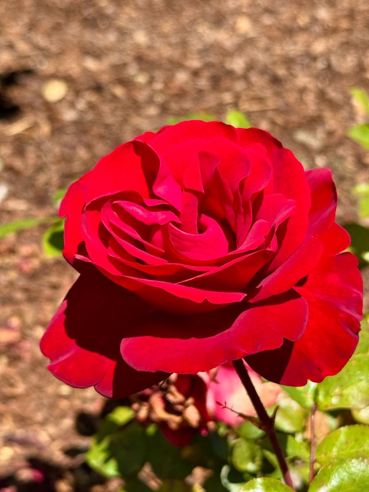 A red rose in full bloom on a sunny day at the Berkeley Rose Garden