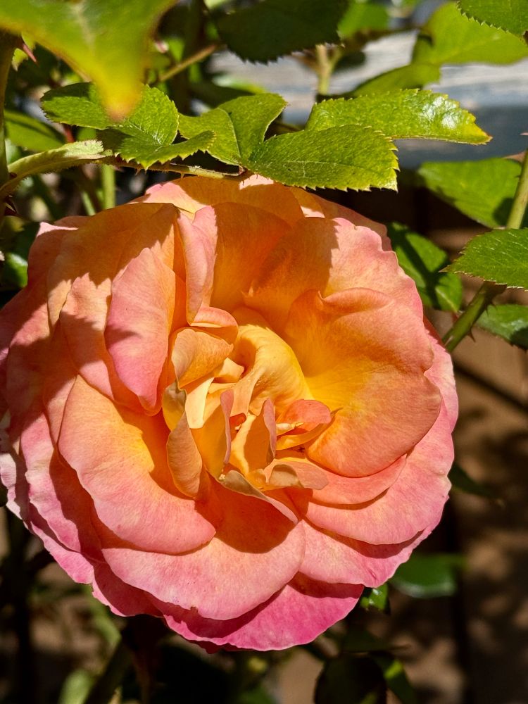 A rose, yellow in the middle, changing to orange and pink at the edges, peeking out from under some leaves and catching some sun