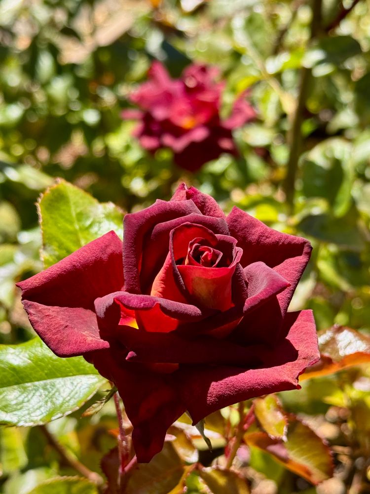 A dark red rose, the outer edges of the petals have shades of black and are curled back, on a sunny day in the Berkeley Rose Garden
