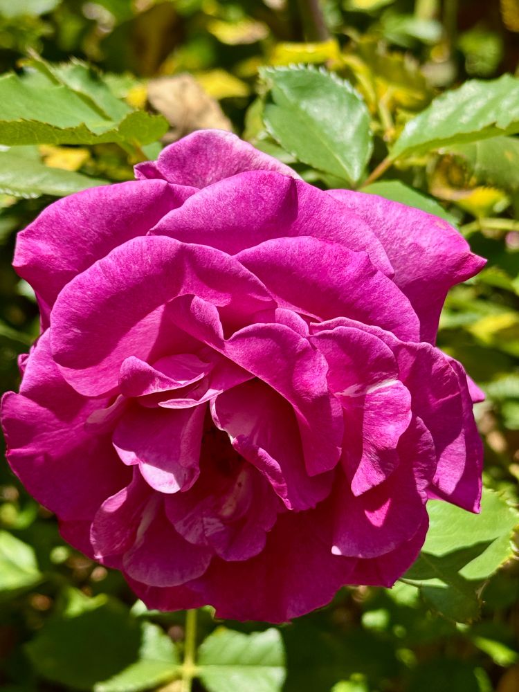 A magenta rose, big blossom, late in its cycle, at the Berkeley Rose Garden