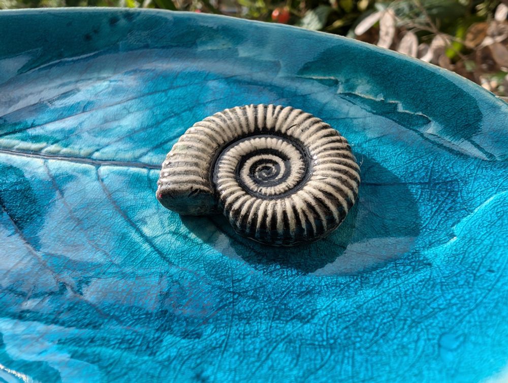 Turquoise blue pin tray with a real cherry tree leaf pressed into it for the pattern. This is a close-up of the hand crafted ammonite, also showing the beautiful crackle glaze that goes across the surface of the leaf imprint.