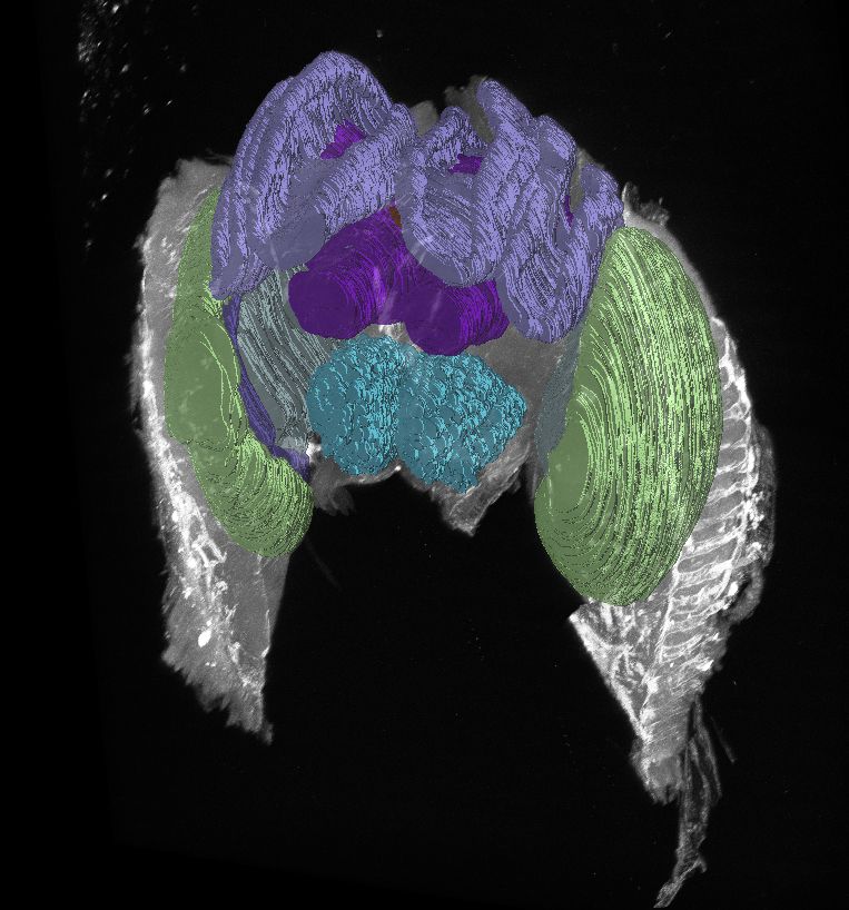 A three-dimensional view of the Kocher lab’s bumblebee brain atlas visualised with brainrender-napari.