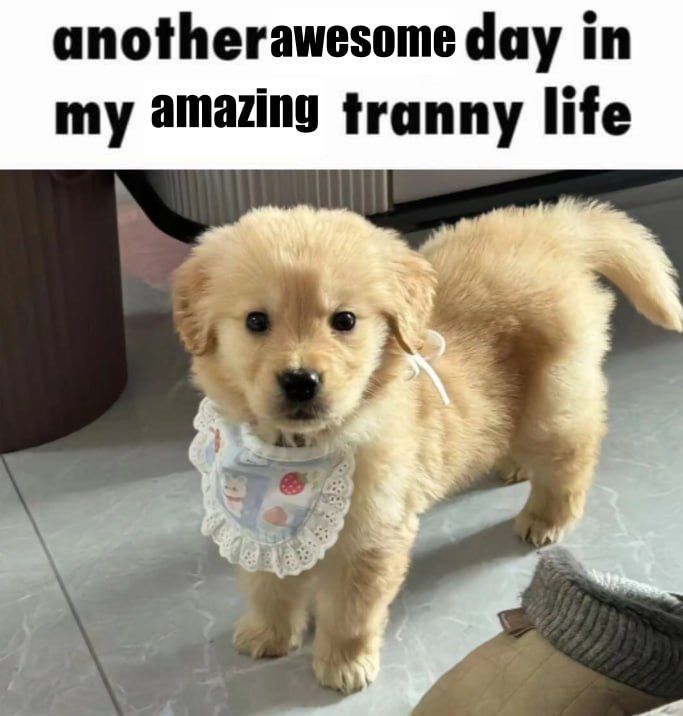 a photo of a puppy wearing a bib with the caption “another awesome day in my amazing tranny life”. the words “awesome” and “amazing” were edited in and are written in a different font than the rest of the caption.
