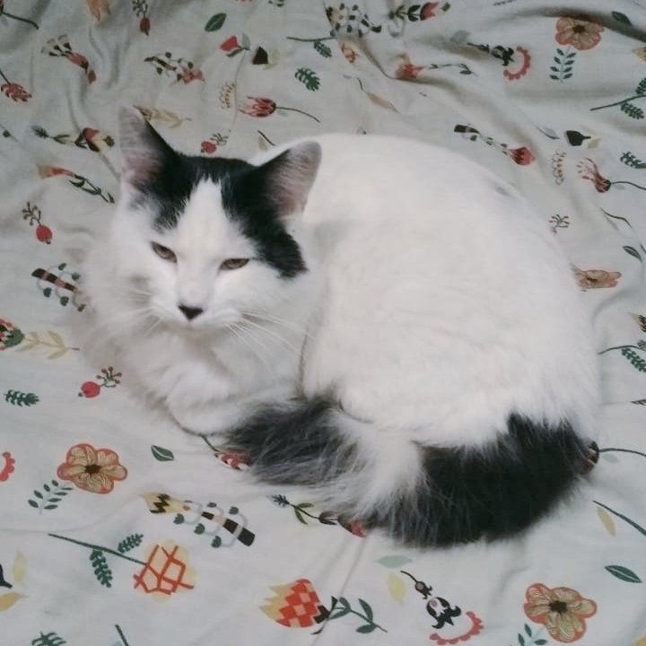 Photo du chat décrit dans le post'