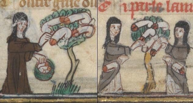 Two 14th century French manuscript illustrations by Jeanne de Montbaston, showing nuns harvesting penises from trees.