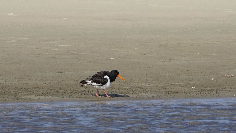 Ein schwarzes-weißer Vogel mit rotem Schnabel (Austernfischer) läuft an der Wasserkante entlang. 
