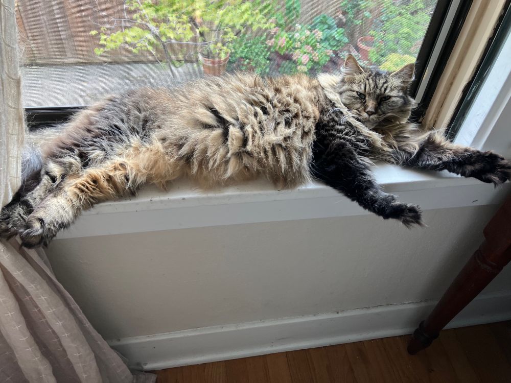 Floofy black and brown and tan little cat stretched out along the entire window sill. So much floof. Floof protruding from ears, from body, from ruff, from TOES. I think she has every color of hair that exists.