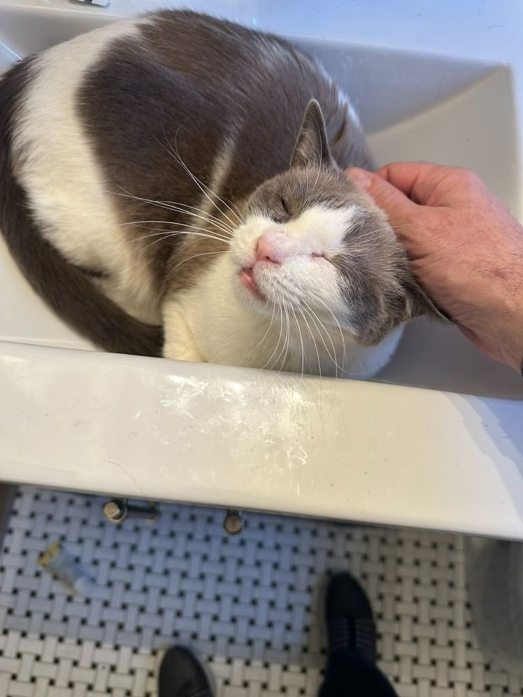 Cutest little kitty in a sink, her favorite spot. Human hand giving her head scratches as she purrs and closes her eyes.