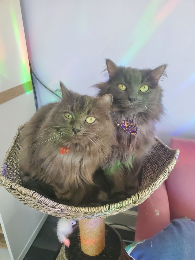 A picture of two adorable long haired gray cats sitting in the top basket of a cat tower. You can see a little bit of a red bow on the left cat (Astrid) and a purple bow on the right cat (Lilly)
