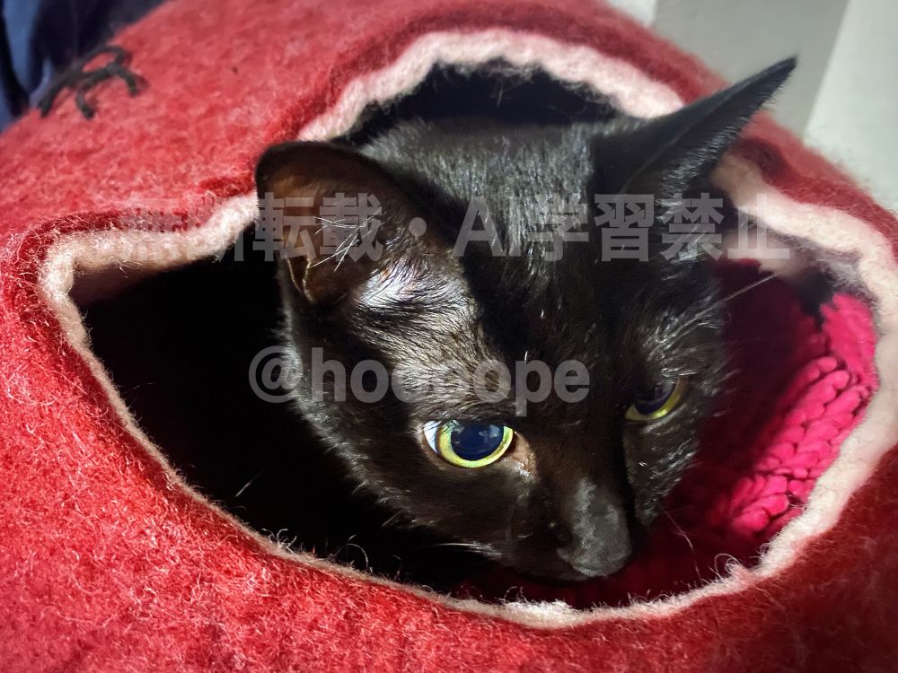 赤いウールでできたキャットハウスに入る黒猫