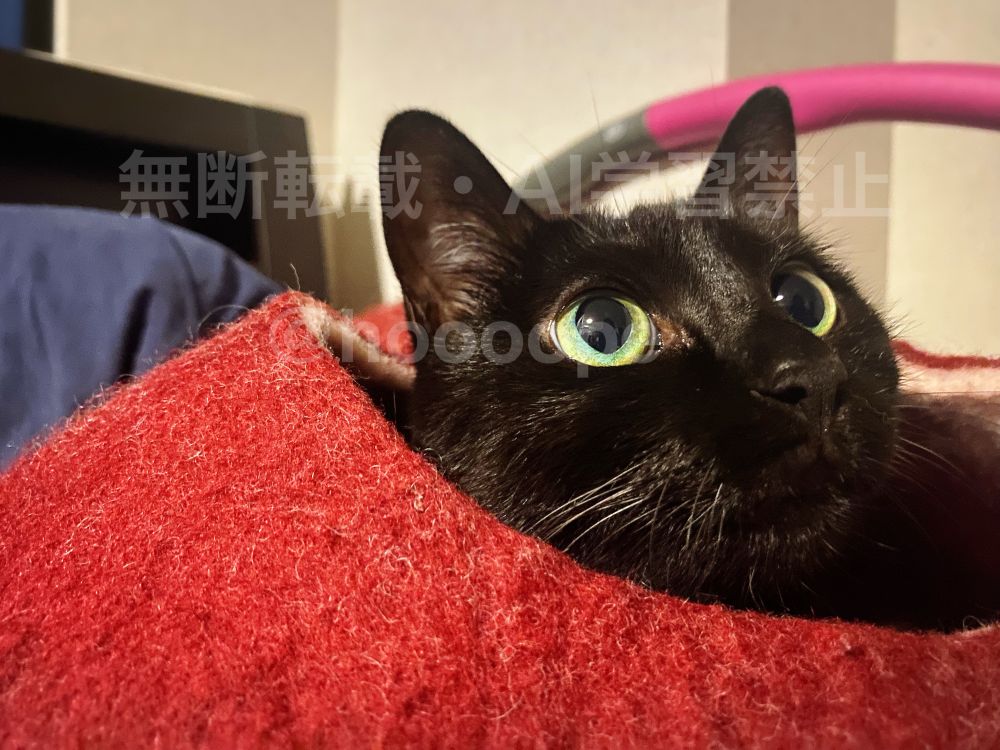 赤いウールでできたキャットハウスから顔だけのぞかせる黒猫