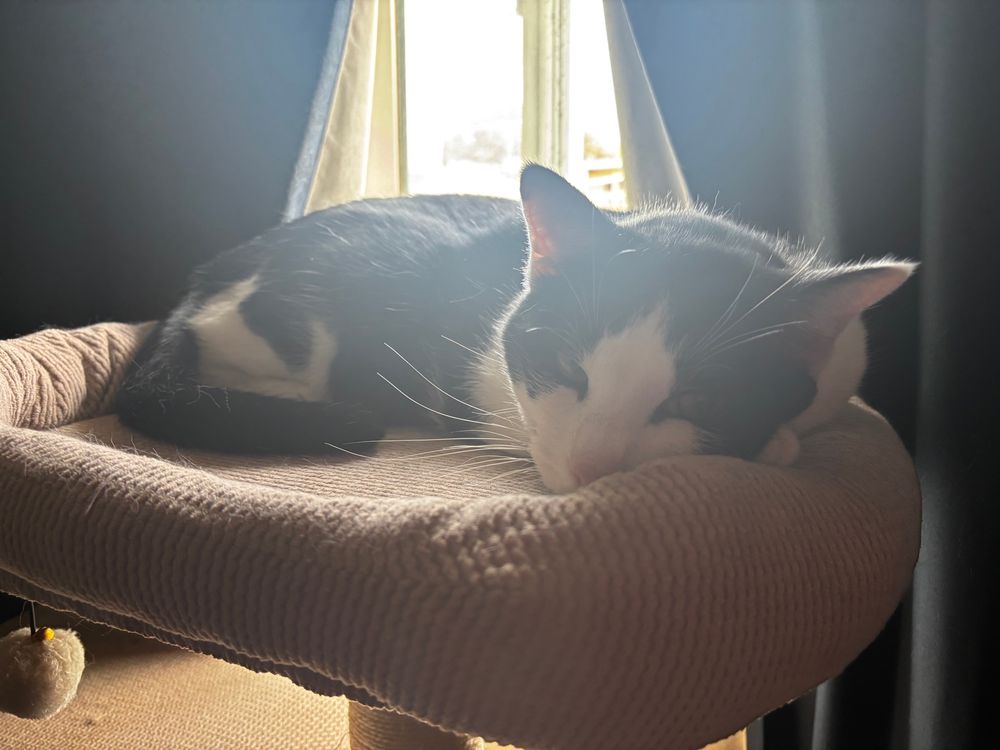 Pics of my kitty, Emma, who is a black and white tuxedo cat 