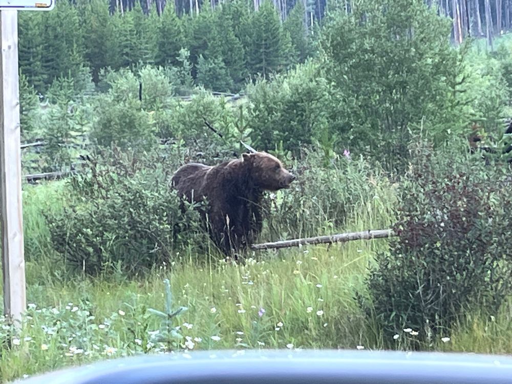 A grizzly bear eating berries on the side of the road on the Icefields Parkway. 