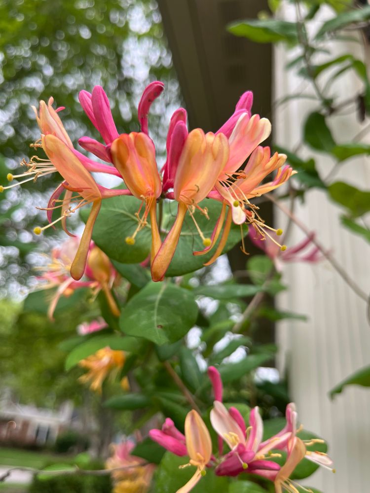 A zoomed in picture of a multi colored honeysuckle bloom. It’s mostly pink and yellow 