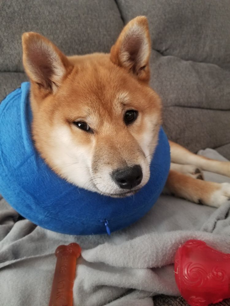 A red and white shiba inu laying on a gray fleece blanket on a gray sofa. He's wearing a blue inflatable donut around his neck because he had just been neutered. The donut is causing his cheeks to squish up around his eyes and make him look unhappy.