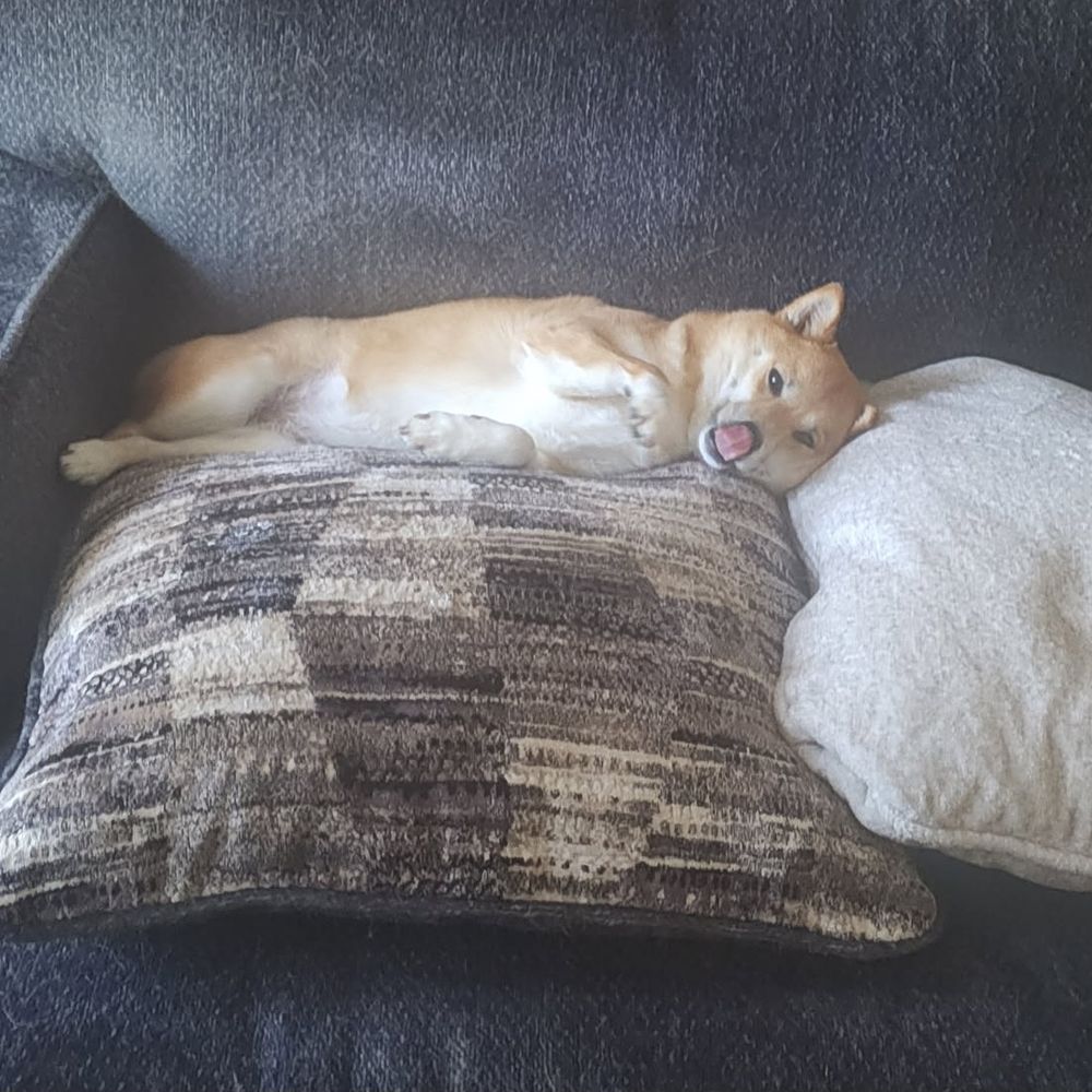 Cherry, a small red and white shiba inu, laying on her side on some throw pillows on a dark blue couch. Her belly is exposed and her tongue is out, licking her snoot. The light is hazy and dreamy and she looks sleepy and content.