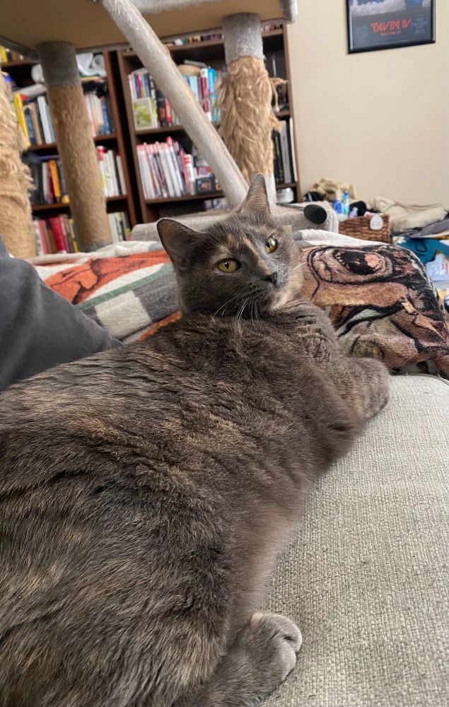 a dilute tortie cat lounging on a couch, butt end closest. she’s looking over her shoulder at the camera looking ever so pretty 