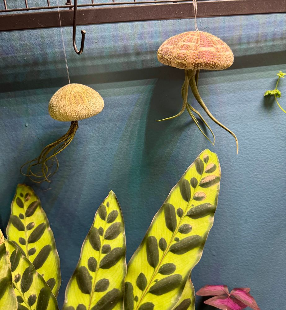 A couple air plants hanging out of shells. Makes the plat look like tendrils of a jelly fish