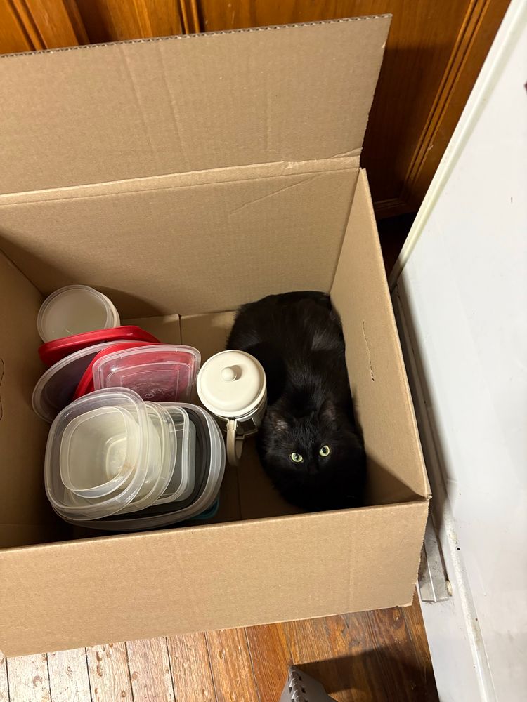 An overhead view of a medium moving box. On the left side is a stack of Tupperware and a French press. On the right side is Rosie, a little black cat with green eyes
