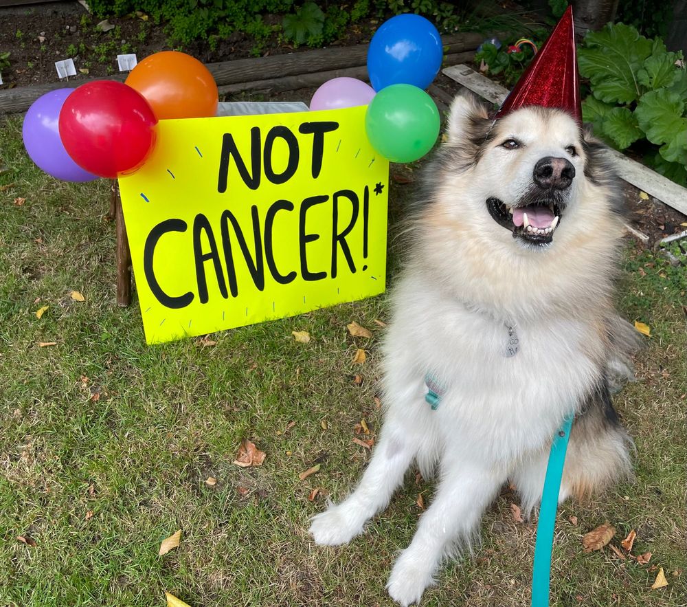 Alaskan malamute photo smiling wearing a red party hat. sitting next to yellow poster board that says "Not Cancer!" with balloons around it. Garden background.