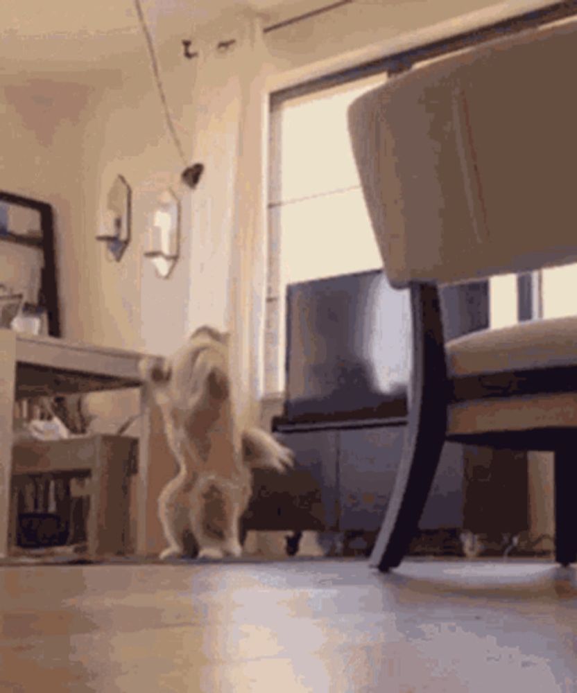 a dog is dancing in a living room in front of a tv .