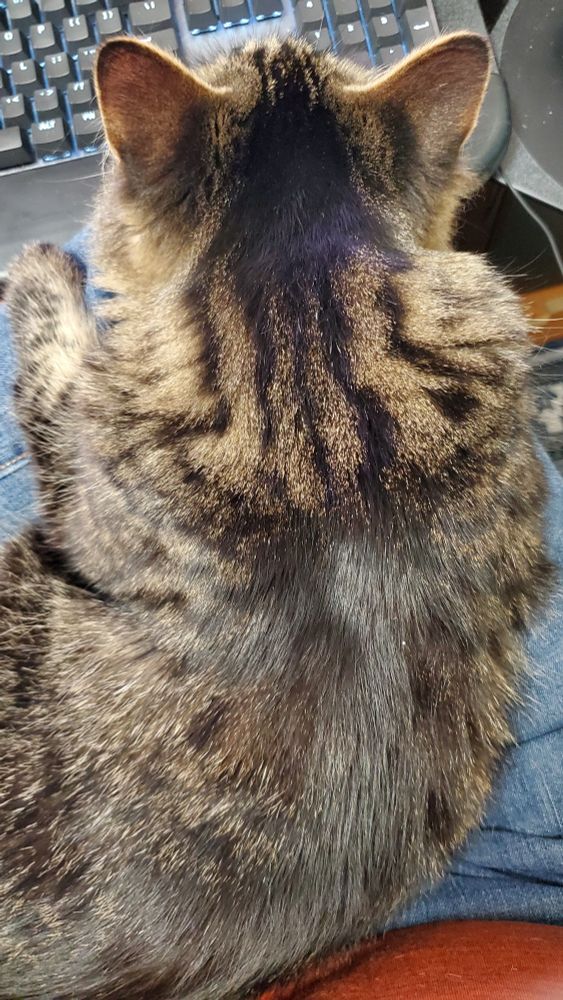 A long hair brown tabby is seen top down, sprawled across a person's lap with a computer keyboard in the background.