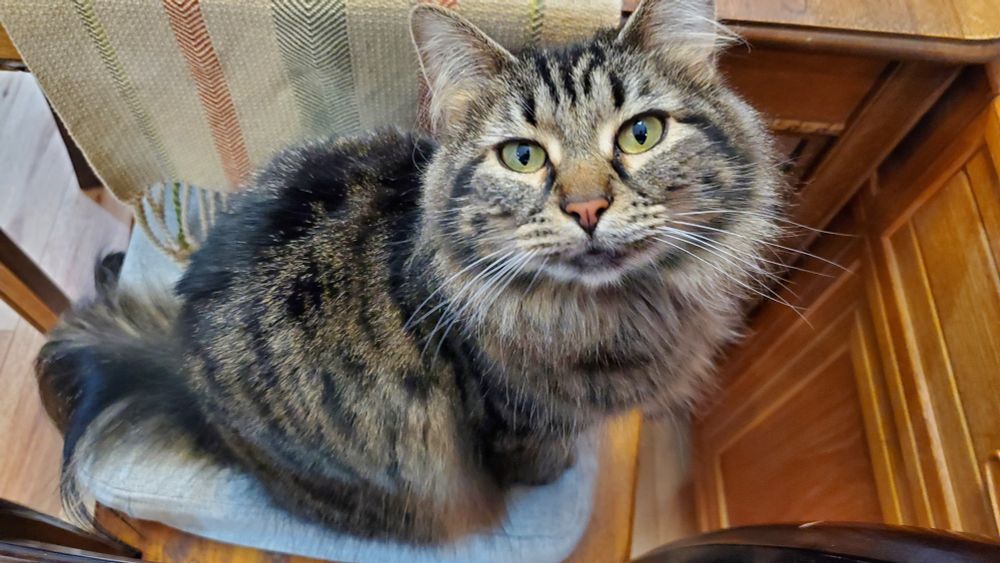 A fluffy long haired brown tabby stares up at the camera as she sits on a dining room chair. As you gaze upon the floof, she gazes back at you. This is much cuddlier than the void gazing back thing.