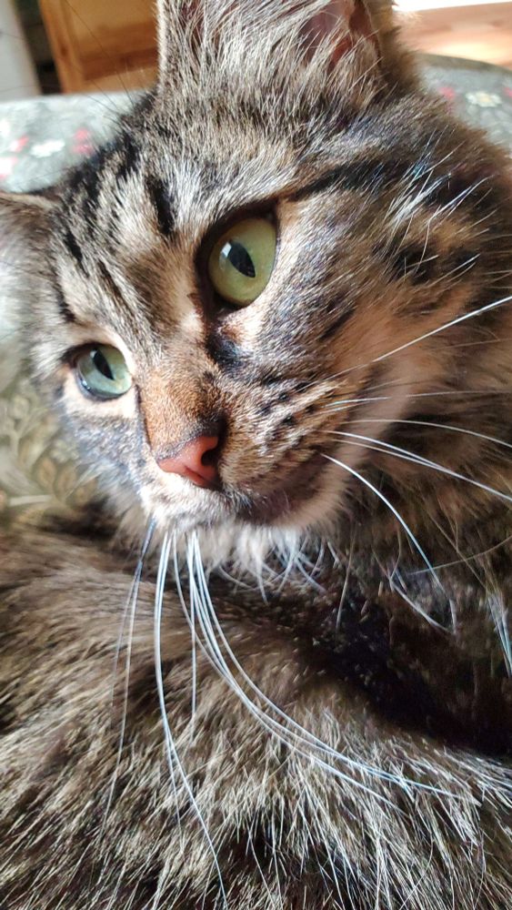 A fluffy brown tabby with her head cocked to one side stares up and off-camera.