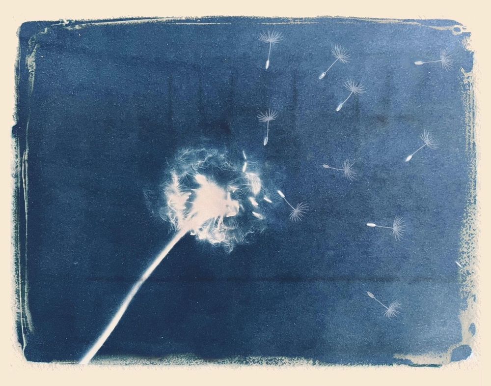 Cynatope (sun photograph) of dandelion head silhouette on blue background with seeds blowing away 
