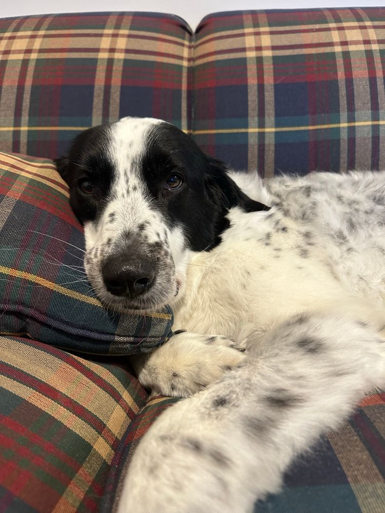 oslo the black and white dog looking sleepy on a plaid couch