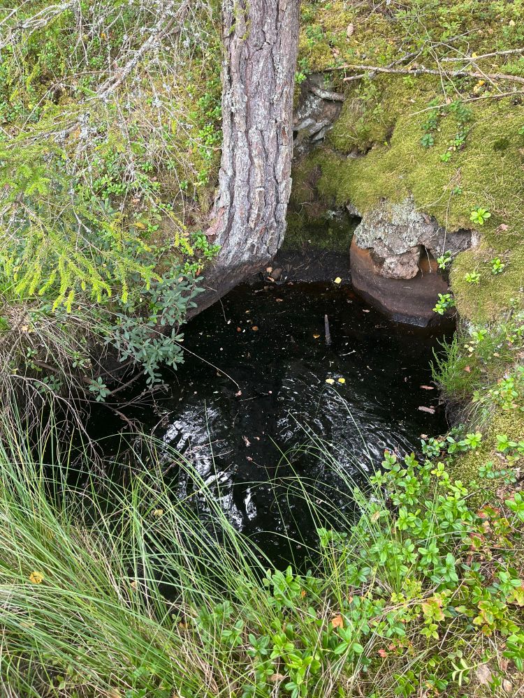 En svart liten tjärn vid ett skogsbryn, vattenkälla för mina gammelfarsföräldrar