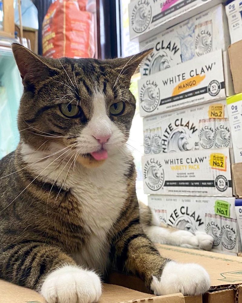 grey and white tabby bodega cat with pure white paws posed in sphinx position tongue sticking out glaring drunkenly into the camera whilst set beside stacked cases of white claw hard seltzer