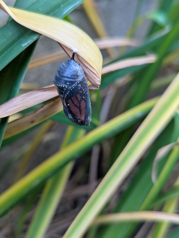 Translucent chrysalis of a monarch butterfly hanging from a yellow/brown tigerlily leaf, surrounded by other greenery