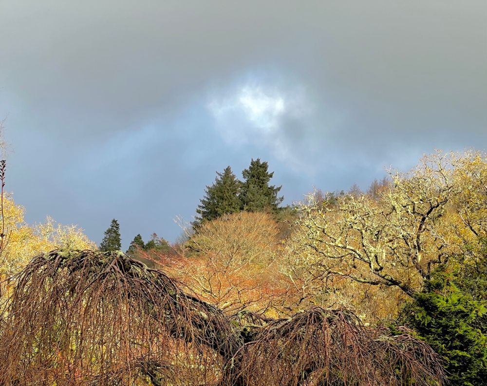 A treeline lit by low morning sunlight against a backdrop of gathering rain clouds 