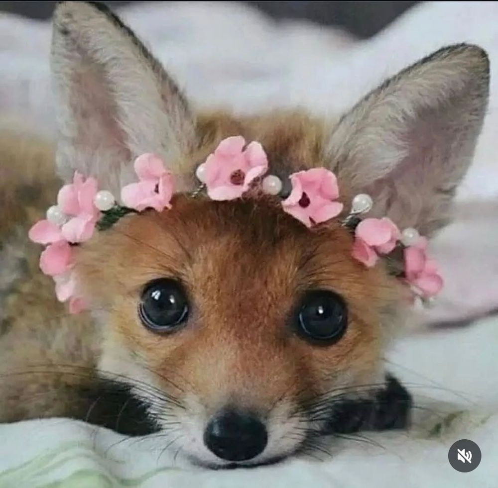 A fox kit with a flower crown