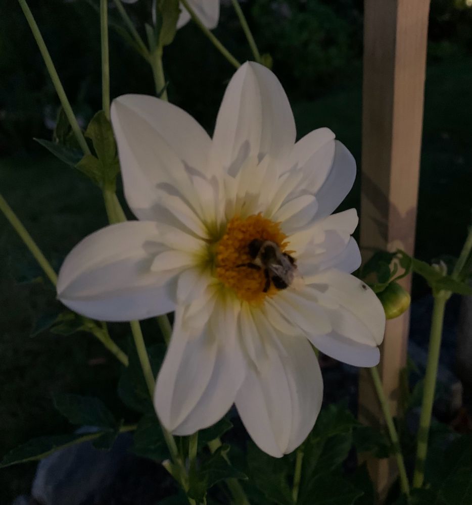 Bee on a flower