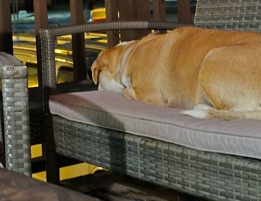 poor quality photo of Ruby the dog laying down on a porch chair, facing away from the camera. maybe she'll start snoozing soon.