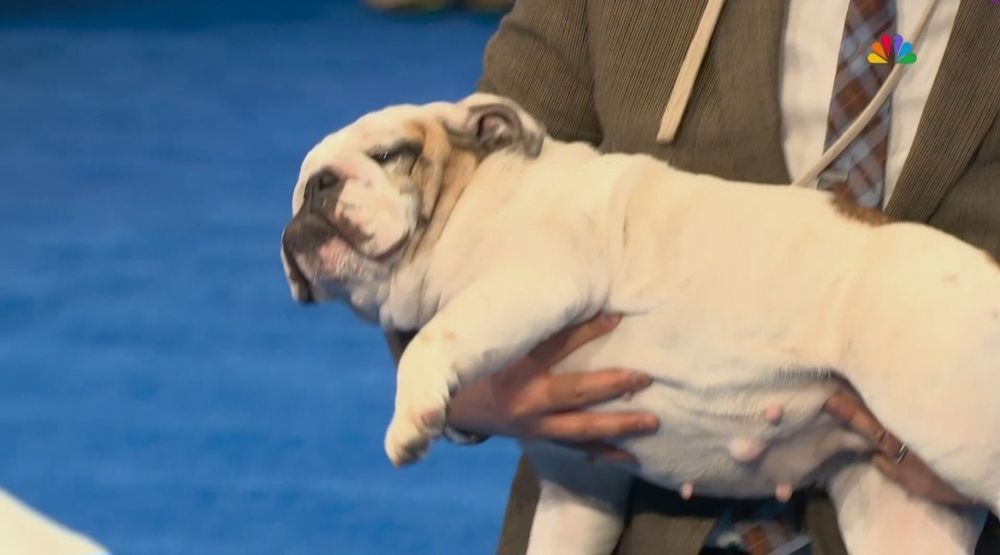 Screenshot from the National Dog Show. The owner is carrying the American Bulldog with its big belly sticking out