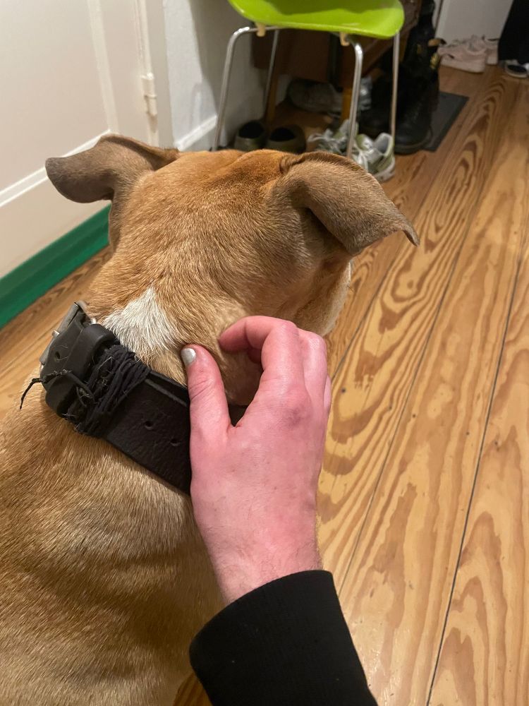 kraule nacken von huhnd 