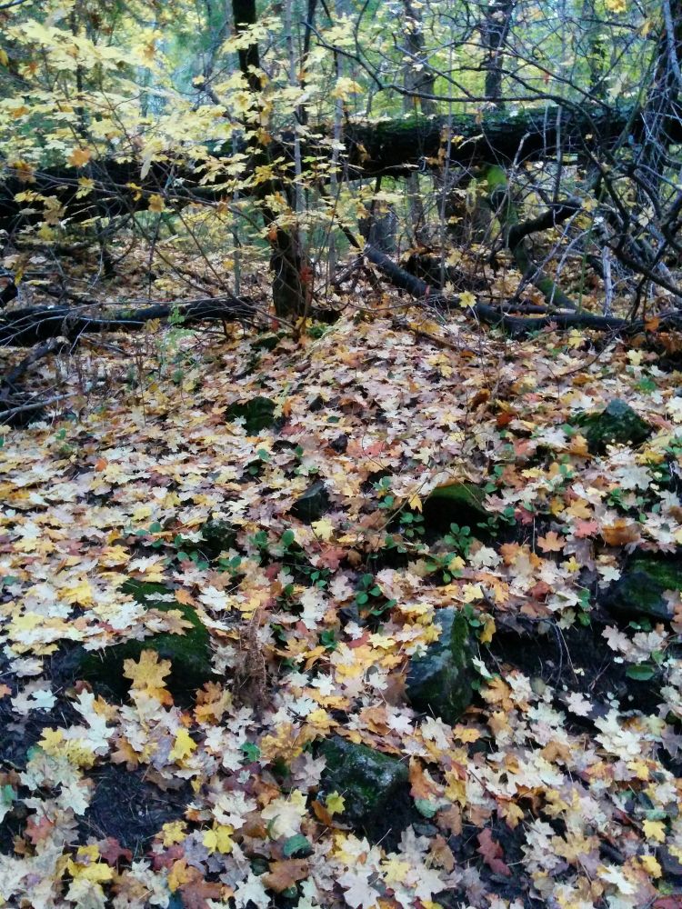pictures of a long ago walk on Mt Lemmon in the fall. A tangled forest with golden and brown leaves on the ground. 
