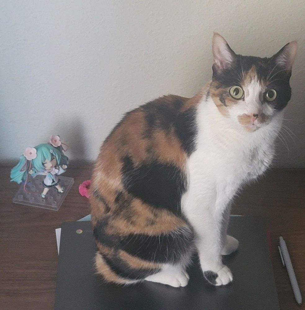 My cat (Cali) sitting on a chromebook on top of some papers. Behind her is a Hatsune Miku figure and a magenta 3d printed octopus. To the right of the chromebook there is a gray pen. Cali is a calico and she has a little brown mustache. Old picture
